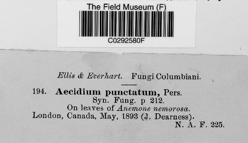 Aecidium punctatum image