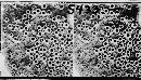 Aecidium ranunculi image
