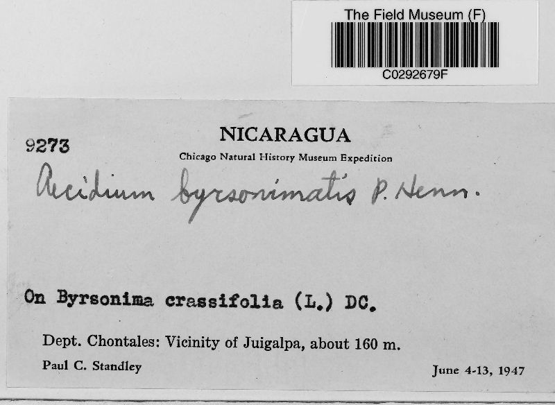 Aecidium byrsonimatis image