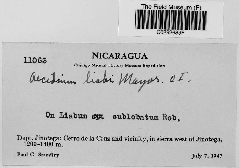 Aecidium liabi image