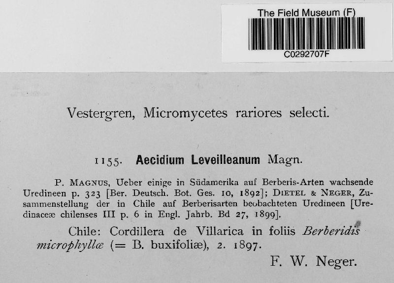 Aecidium leveilleanum image