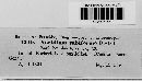 Aecidium tubiforme image