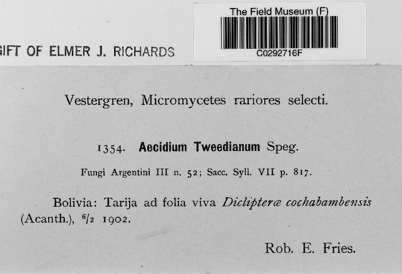 Puccinia tweediana image