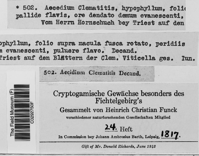 Aecidium clematitis image