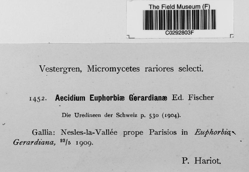 Aecidium euphorbiae-gerardianae image