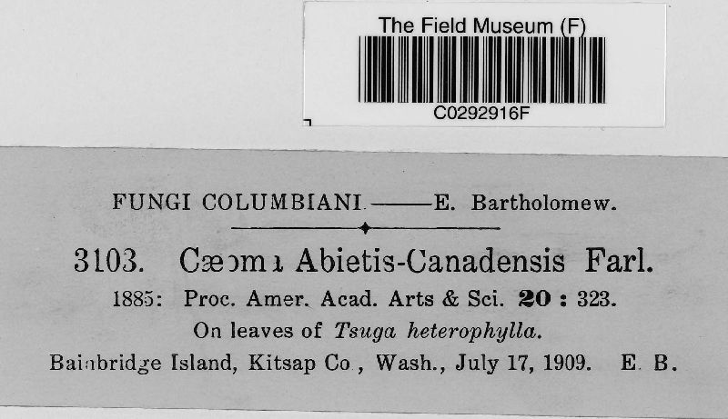 Caeoma abietis-canadensis image