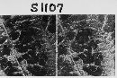 Gymnoconia nitens image