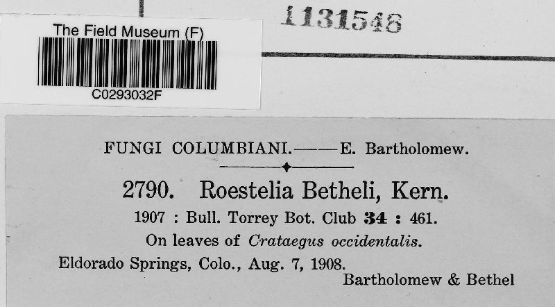 Roestelia bethelii image