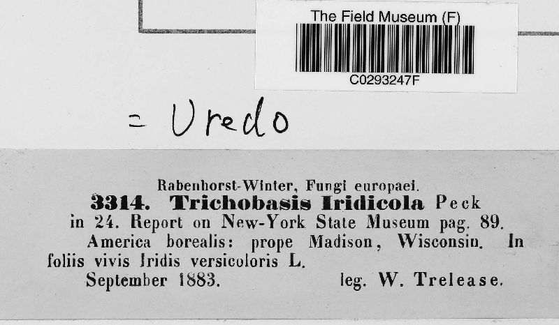 Trichobasis iridicola image