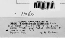 Trichobasis iridicola image