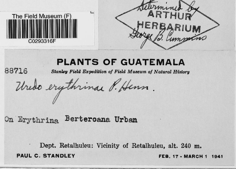 Uredo erythrinae image