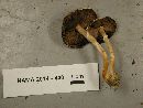 Agaricus diminutivus image