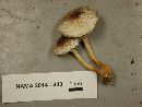 Agaricus diminutivus image