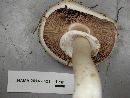 Agaricus moelleri image