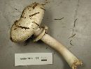 Agaricus moelleri image