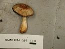 Agaricus semotus image