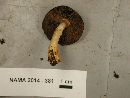 Agaricus semotus image