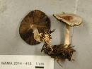 Agaricus semotus image