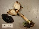 Agaricus silvicola image