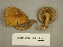 Agrocybe firma image