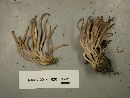 Alloclavaria purpurea image