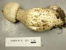 Amanita atkinsoniana image