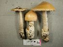 Amanita barrowsii image