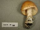 Amanita barrowsii image