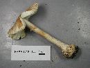 Amanita brunnescens image