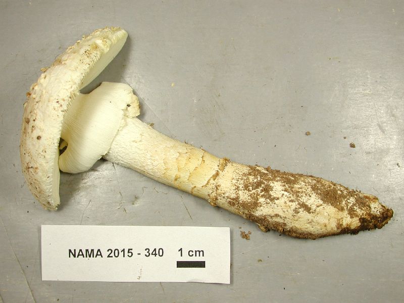 Amanita marginata image