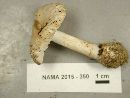 Amanita pseudovolvata image