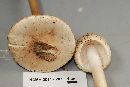 Amanita whetstoneae image