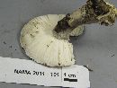 Amanita cinereoconia image