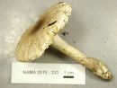 Amanita cinereoconia image