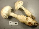 Amanita daucipes image