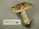 Amanita multisquamosa image