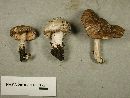 Amanita nivalis image