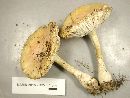 Amanita persicina image