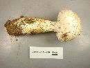 Image of Amanita ravenelii