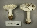 Amanita silvicola image