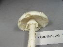 Amanita subcokeri image