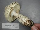 Amanita subcokeri image