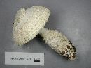 Amanita subcokeri image