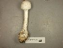 Amanita subcokeri image