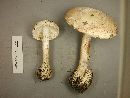 Amanita whetstoneae image