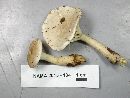 Ampulloclitocybe clavipes image