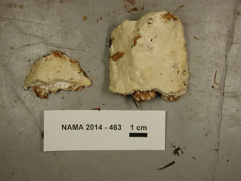 Antrodia carbonica image
