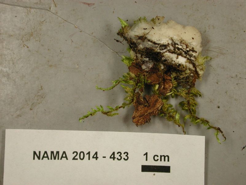 Antrodia serialis image