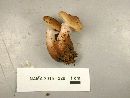 Armillaria gallica image