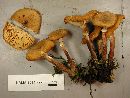 Armillaria nabsnona image